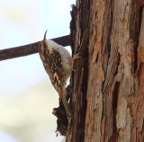 Brown Creeper