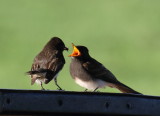 Black Phoebe