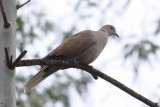 Eurasian Collared-Dove