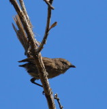 Wrentit