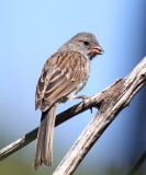 Black-chinned Sparrow