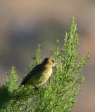 Hooded Oriole