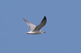 Gull-billed Tern