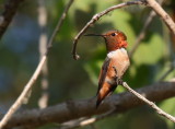 Allens Hummingbird