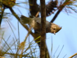 Oak Titmouse