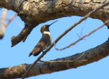 Black-chinned Hummingbird