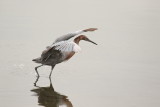 Reddish Egret