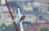 White-winged Dove