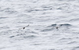 Craveris Murrelet