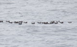 Black Storm-Petrel