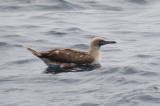 Red-footed Booby