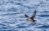 Sooty Shearwater