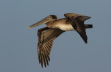 Brown Pelican