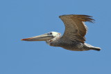 Brown Pelican