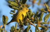 Orange-crowned Warbler