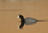 American Coot