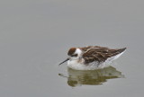 Red-necked Phalarope