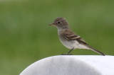 Gray Flycatcher