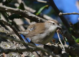 Bewicks Wren