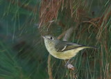 Huttons Vireo