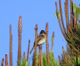 Willow Flycatcher