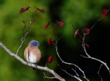 Western Bluebird