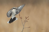 Pie-griche grise (Northern Shrike)