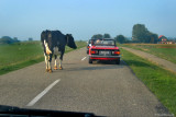 Cow in the fast lane