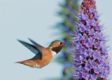 Allens Hummingbird, male