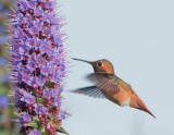 Allens Hummingbird, male