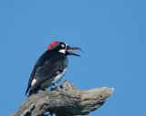 Acorn Woodpecker, male