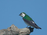 Violet-green Swallow, male