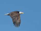 Bald Eagle, flying 3/17/17