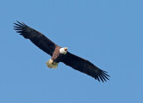 Bald Eagle, calling in flight 3/30/17