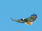 Red-tailed Hawk, flying