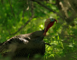 Wild Turkey, male in full breeding regalia