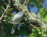 Blue-gray Gnatcatcher, male