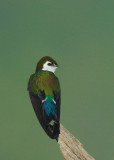 Violet-green Swallow, male