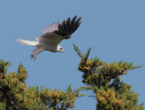 White-tailed Kite, flying