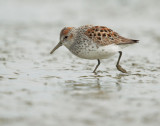 Western Sandpiper, breeding plumage