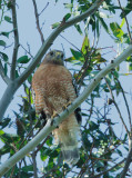 Red-shouldered Hawk