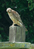 Red-shouldered Hawk, juvenile