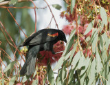 Red-winged Blackbird, typical male 