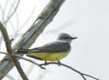 Western Kingbird