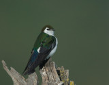 Violet-green Swallow, male