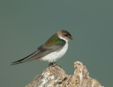 Violet-green Swallow, female
