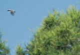 Blue-gray Gnatcatchers, flying