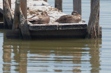 Gadwalls