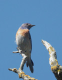 Western Bluebird, male