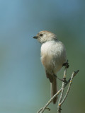 Bushtit, male